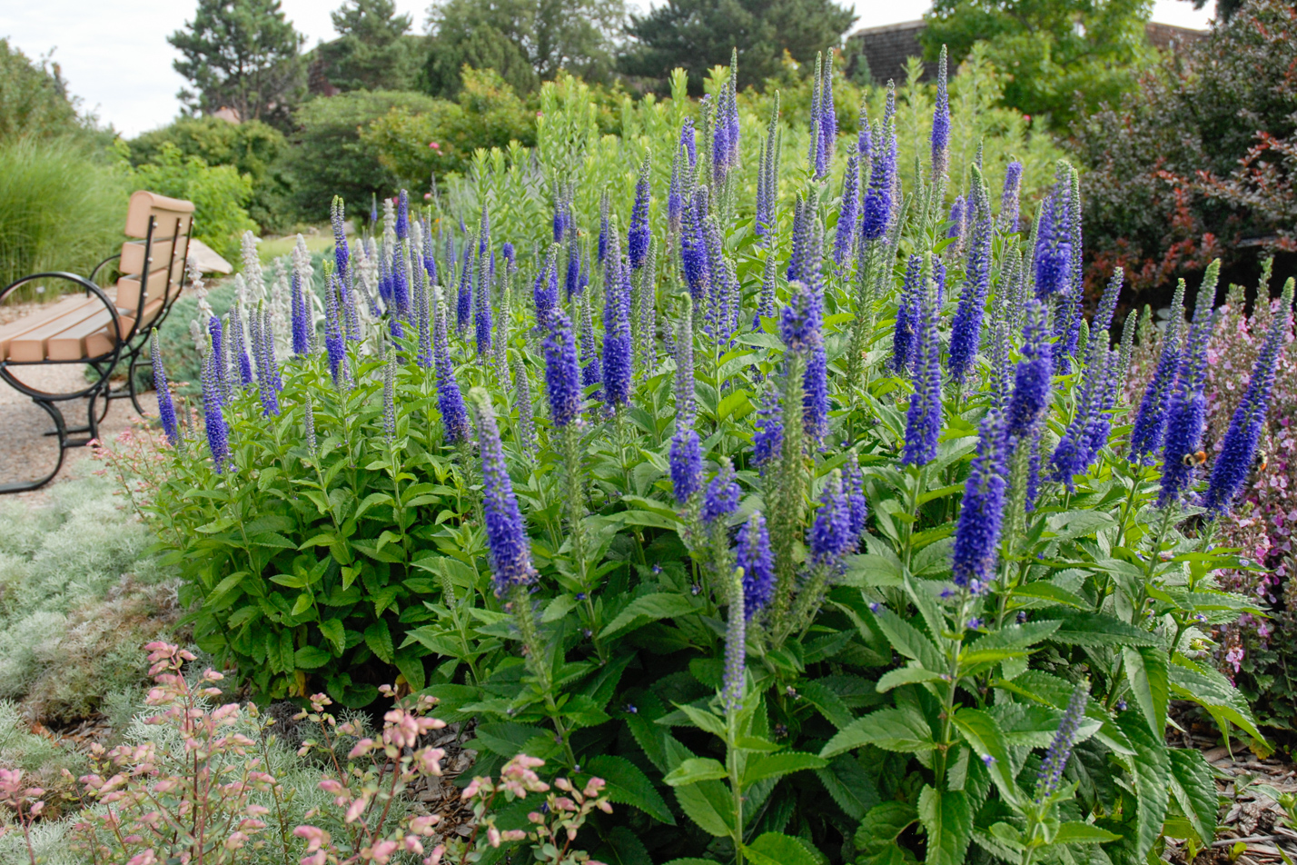 Sunny Border Blue Speedwell